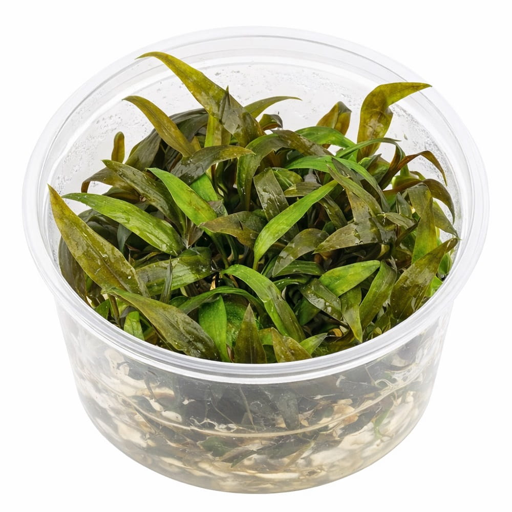 Cryptocoryne wendtii ’Mi Oya’ na Środkowy Plan In Vitro Kubek 6cm.jpg